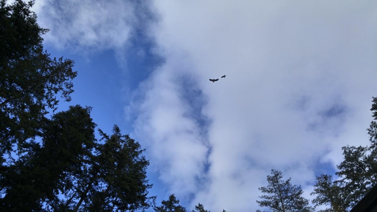 Sunshine Coast Treetop B&B Sechelt Exteriér fotografie